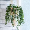 Macrame Plant Hanger