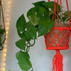 Bright Macrame Plant Hanger