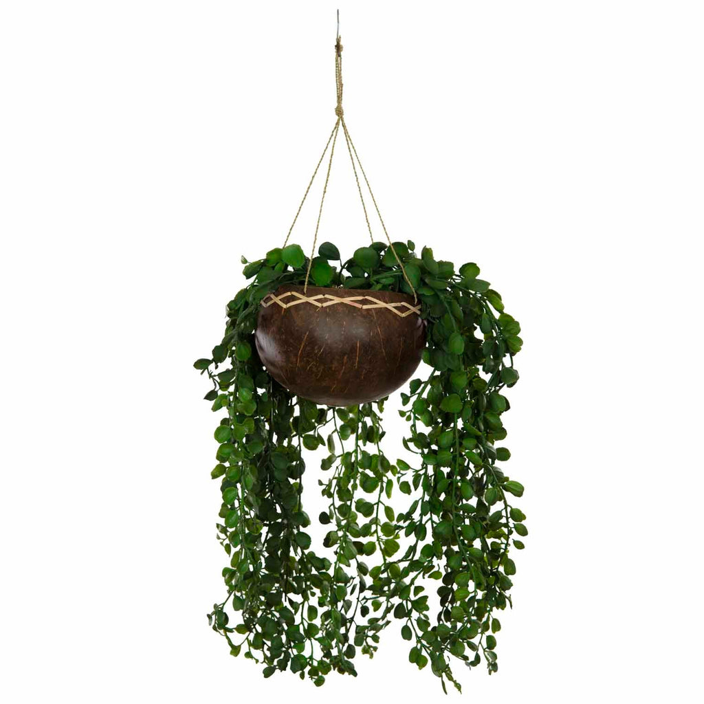 Coconut Plant Hanger