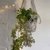 Extra Large Macrame Plant Hanger