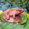 Frog on a Lily Pad