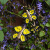 Mexican Ceramic Butterflies - Set of Three