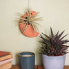 Moon Ceramic Air Plant Hanger