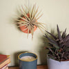 Globe Ceramic Air Plant Hanger