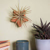 Star Ceramic Air Plant Hanger