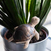 Turtle Ceramic Plant Pot Buddy